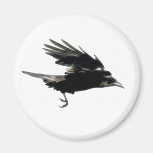 Flies Black Kråka Birdlover Magnet