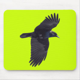 Flies Black Raven Gothic, Haida, Wildlife Musmatta