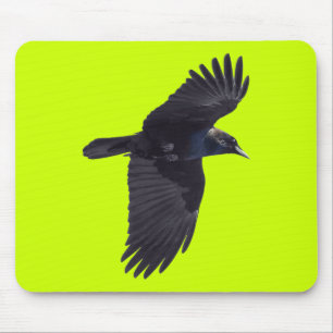 Flies Black Raven Gothic, Haida, Wildlife Musmatta