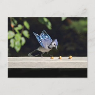 Flies Blue Jay Photo Vykort