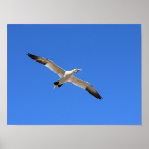 Flies Gannet Bird Blå himmel Poster