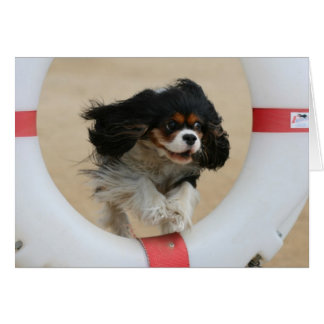 Flies Lia Tri Cavalier Kung Charles Hälsningskort