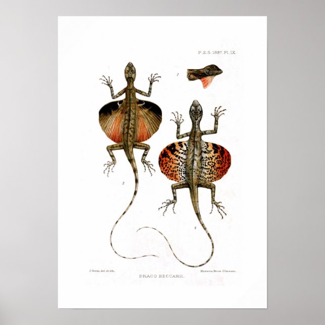 Flies Lizard Poster (Framsidan)