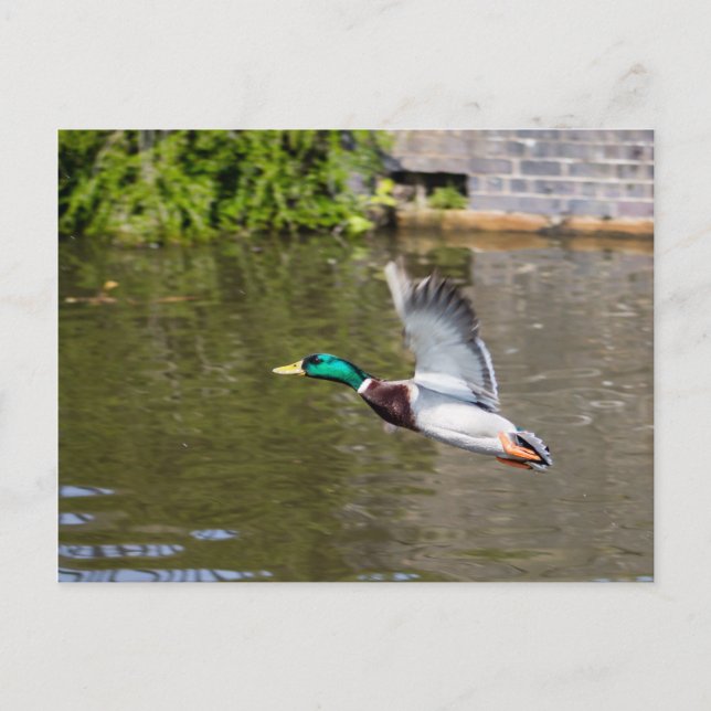Flies Mallard Vykort (Framsida)