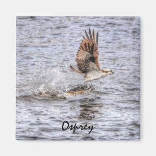 Flies Osprey & Fish HDR Wildlife Photo Gift Magnet