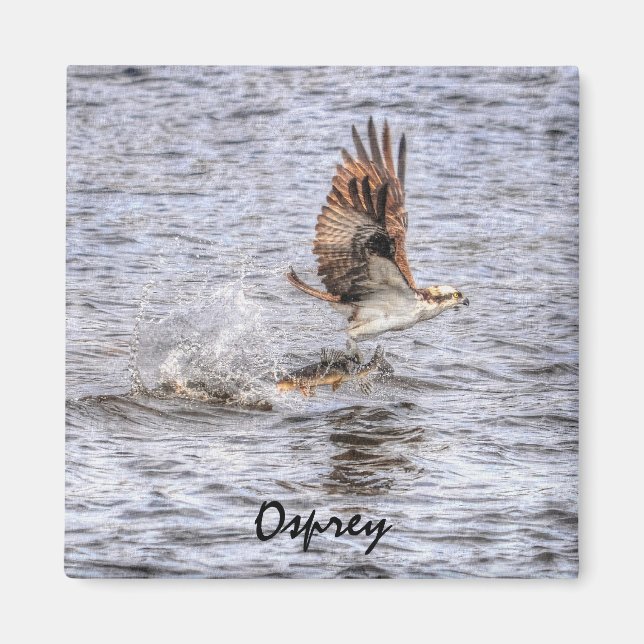 Flies Osprey & Fish HDR Wildlife Photo Gift Magnet (Framsidan)