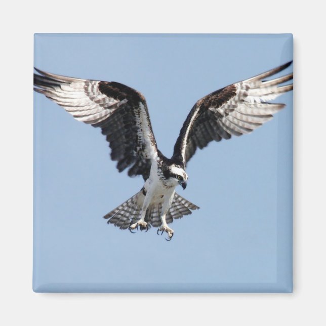 Flies Osprey Magnet (Framsidan)