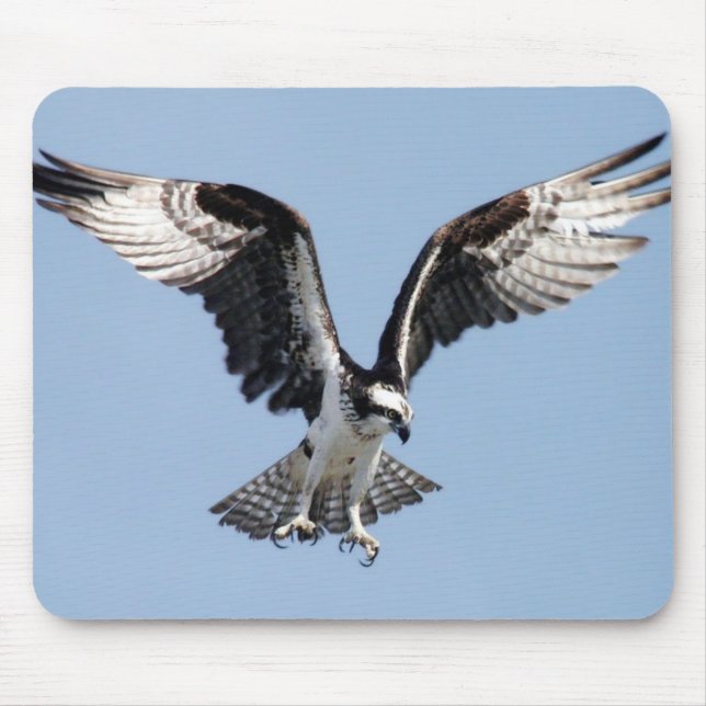 Flies Osprey Musmatta (Framsidan)