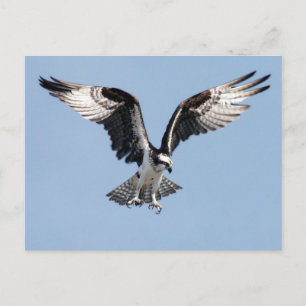 Flies Osprey Vykort