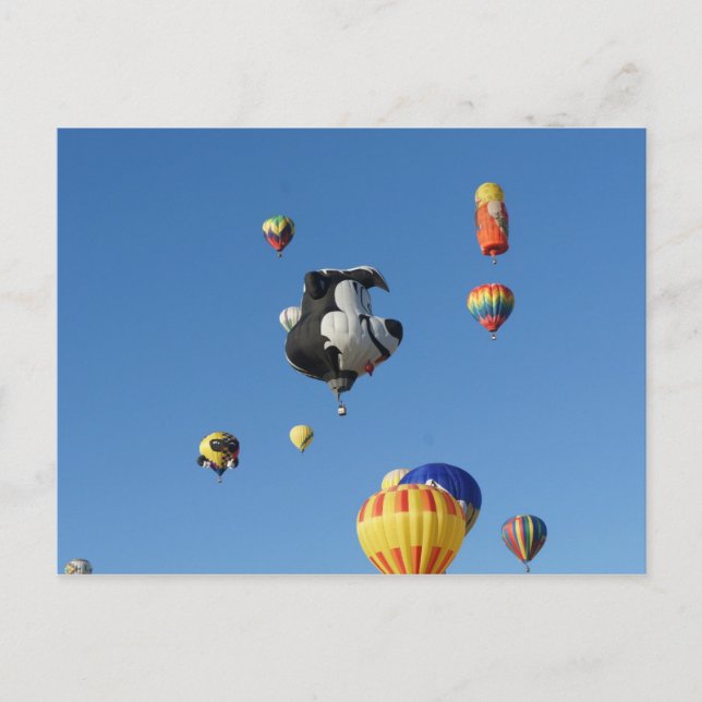 Flies Skunk Vykort (Framsida)