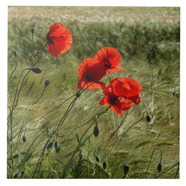 Fliese mit Klatschmohn 02 Kakelplatta (Framsidan)