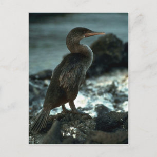 Flighless Cormorant Vykort