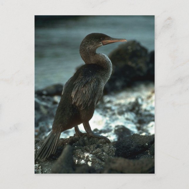 Flighless Cormorant Vykort (Framsida)