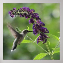Flight: Hummingbird Soaring