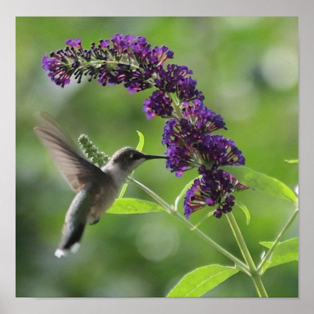 Flight: Hummingbird Soaring Poster (Framsidan)