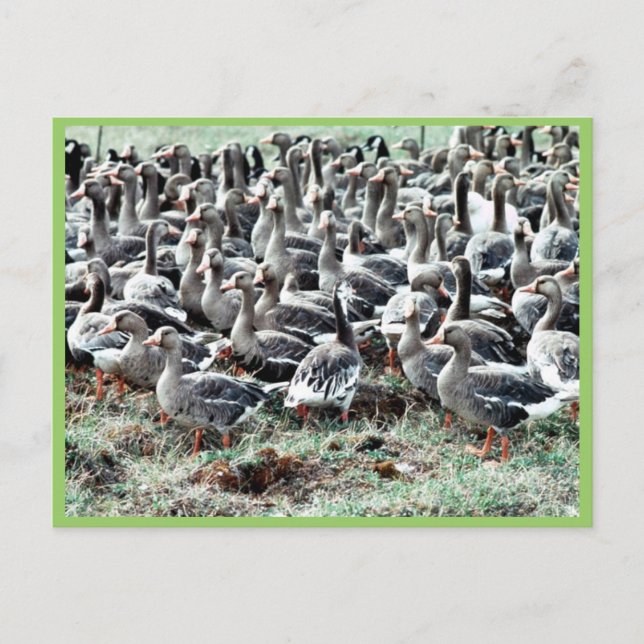 Flightless White-fronted Geese in Pen Vykort (Framsida)
