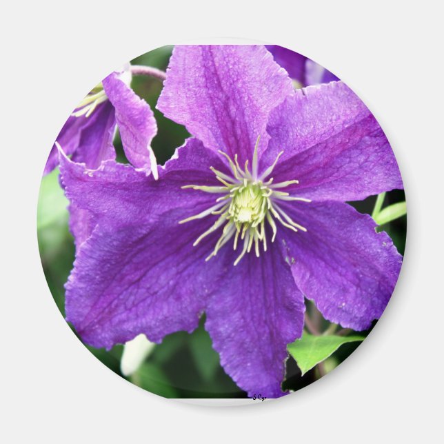 Flirty Magnet (Framsidan)