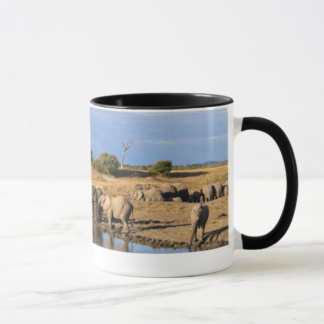 Flock afrikansk stäppefant (Loxodonta Africana) Mugg (Höger)