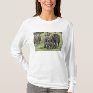 Flock afrikanska elefanter, Loxodonta africana, 2 Tee