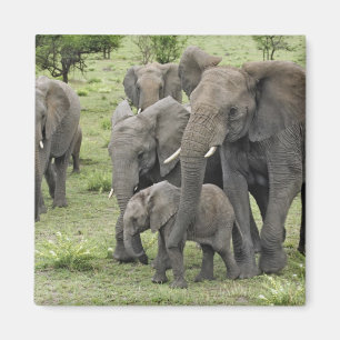 Flock afrikanska elefanter magnet