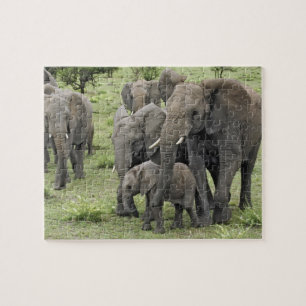 Flock av afrikansk elefant, Loxodonta africana, 2 Pussel
