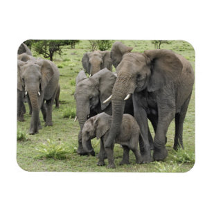 Flock av afrikanska elefanter magnet