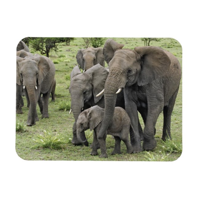Flock av afrikanska elefanter magnet (Horisontell)