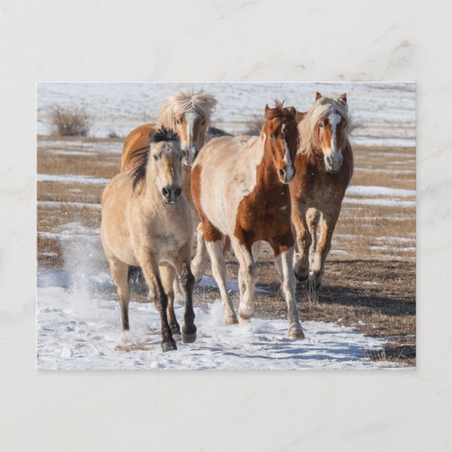 Flock av blandras hästar som springer i snön vykort (Framsida)