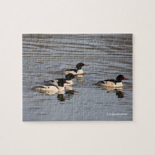 Flock av Common Merganser Ankor vid Slough Pussel