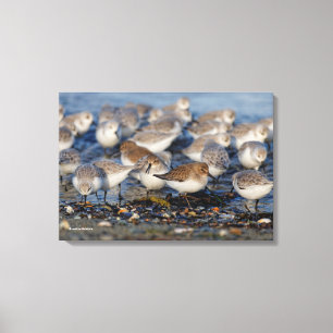 Flock av Dunlins och Sanderlings vid stranden Canvastryck