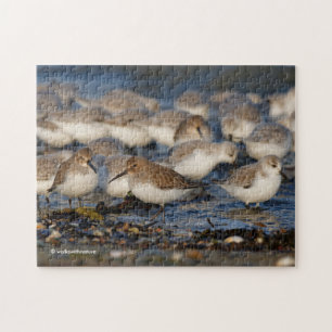 Flock av Dunlins och Sanderlings vid stranden Pussel