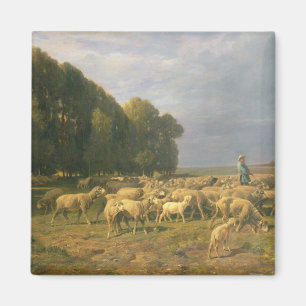 Flock av får i en landskap magnet