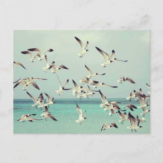 Flock av fiskmås som flyger över havet. helg vykort (Framsida)
