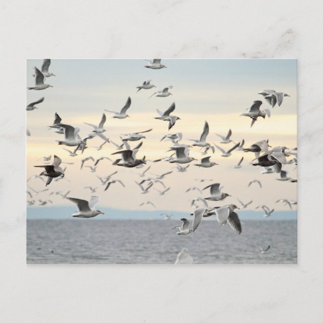 Flock av Fiskmåsar Photo Vykort (Framsida)