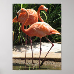 Flock av Flamingosaffischen Poster