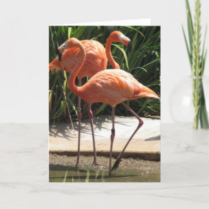 Flock av Flamingoshälsningkortet Kort
