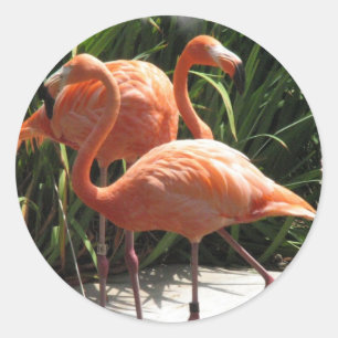 Flock av Flamingosklistermärkear Runt Klistermärke