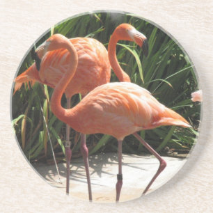 Flock av Flamingoskustfartyget Underlägg Sandsten