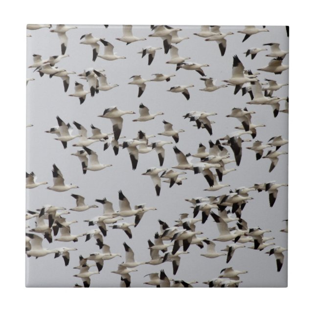 Flock av gäss under flygning kakelplatta (Framsidan)