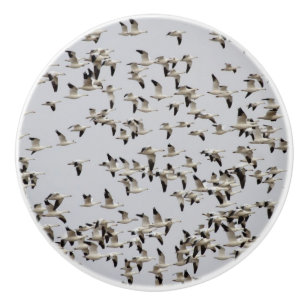 Flock av gäss under flygning knopp
