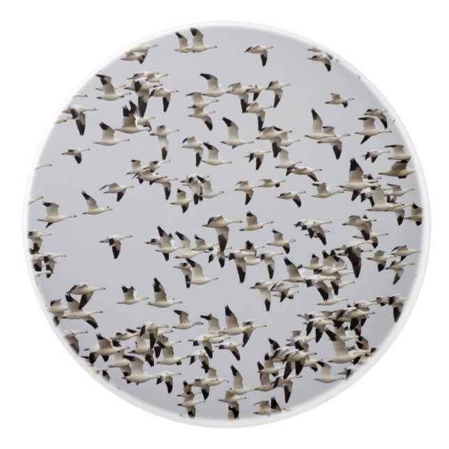 Flock av gäss under flygning knopp (Framsidan)