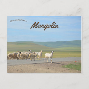 Flock av getter i Mongoliet Vykort