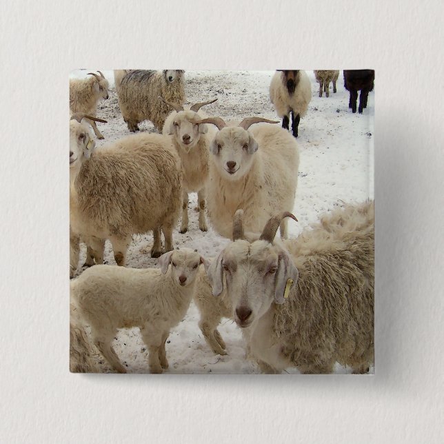 Flock av getter knapp (Framsida)