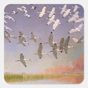 Flock av Ibis som flyger över våtmarker, Vintage f Fyrkantigt Klistermärke