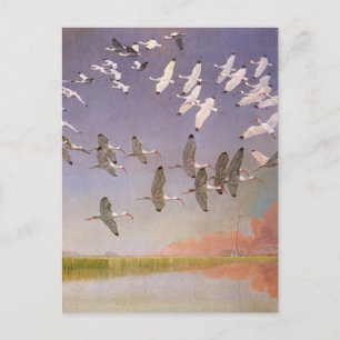 Flock av Ibis som flyger över våtmarker, Vintage f Vykort