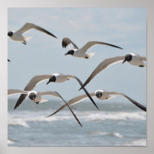Flock av strandfiskmåsar som flyger nära hav poster