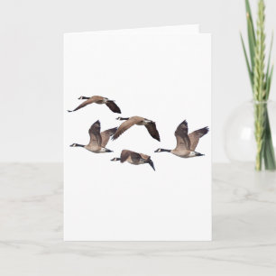 Flock av vildgäss kort