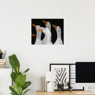 Flock av vita ankor Fotografisk Poster