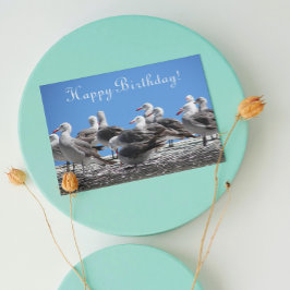 Flock of Seagulls Photo From All Birthday Kort