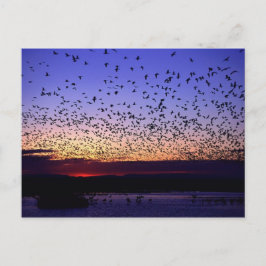 Flock vid soluppgång vykort